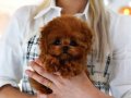 Kore bebekler babyface suratlı Poodle 