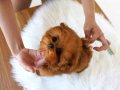 Kore bebekler babyface suratlı Poodle 