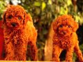 Kore bebişlerimiz Poodle 
