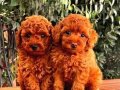 Kore bebişlerimiz Poodle 