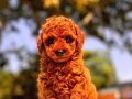 Kore bebişlerimiz Poodle 
