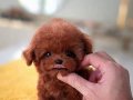 Bebeklerimiz birbirinden efsane Kore  Poodle 
