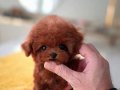 Bebeklerimiz birbirinden efsane Kore  Poodle 