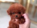 Bebeklerimiz birbirinden efsane Kore  Poodle 