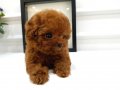 Kore Poodle tatlı minikler