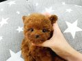 Kore Poodle tatlı minikler