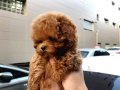 Kore Poodle tatlı minikler