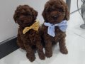 Kore bebekler Poodle 