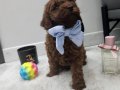 Kore bebekler Poodle 