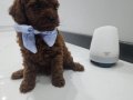 Kore bebekler Poodle 