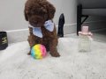 Kore bebekler Poodle 