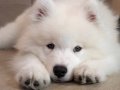 Bebeklerimiz samoyed efsane bebeklerimiz