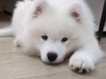 Bebeklerimiz samoyed efsane bebeklerimiz