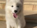 Efsane güzellik Samoyed bebeklerimiz