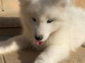 Efsane güzellik Samoyed bebeklerimiz