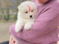Pıtırcık bebeklerimiz Samoyed 
