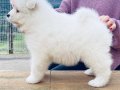 Pıtırcık bebeklerimiz Samoyed 