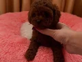 Katırcı bebeklerimiz dünya şampiyonu Kore Poodle 