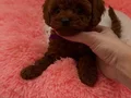 Katırcı bebeklerimiz dünya şampiyonu Kore Poodle 