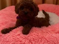 Katırcı bebeklerimiz dünya şampiyonu Kore Poodle 