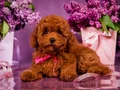 Uygun Kore Poodle  yavrularımız vardır