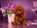 Uygun Kore Poodle  yavrularımız vardır