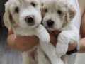 2 erkek 2 dişi maltese terrier yavru