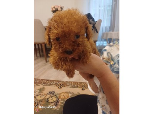 Tooy poodle 