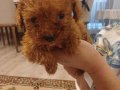 Tooy poodle 
