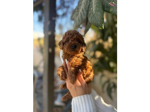 Korekan Toy Poodle Yavrular.....