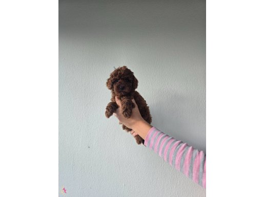 Korekan Toy Poodle Yavrular .......