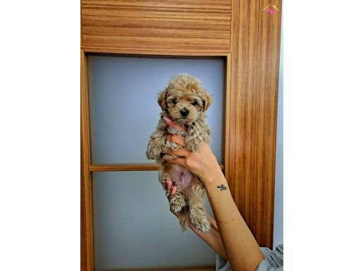 ORIJINAL MALTIPOO YAVRULAR