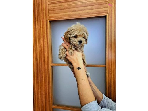 ORIJINAL MALTIPOO YAVRULAR