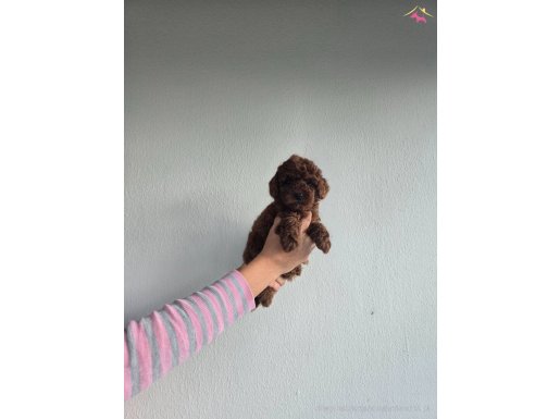 Korekan Toy Poodle Yavrular .......