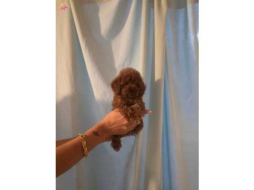 TOY POODLE  YAVRULAR