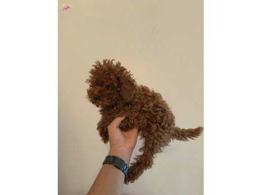 TOY POODLE YAVRULAR