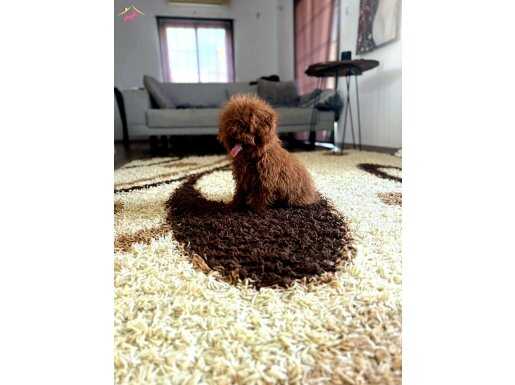 TOY POODLE YAVRULAR.....