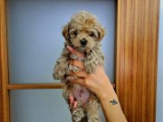ORIJINAL MALTIPOO YAVRULAR