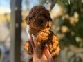 Korekan Toy Poodle Yavrular.....