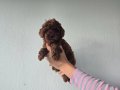 Korekan Toy Poodle Yavrular .......