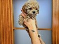 ORIJINAL MALTIPOO YAVRULAR