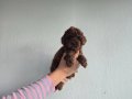 Korekan Toy Poodle Yavrular .......