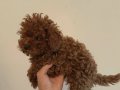 TOY POODLE YAVRULAR