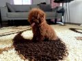 TOY POODLE YAVRULAR.....