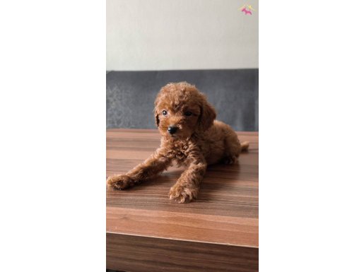 Teacup toy poodle 