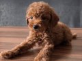 Teacup toy poodle 