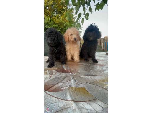 Ev içi bakılabilecek tek ırktır Poodle diyer adıyla kaniş 