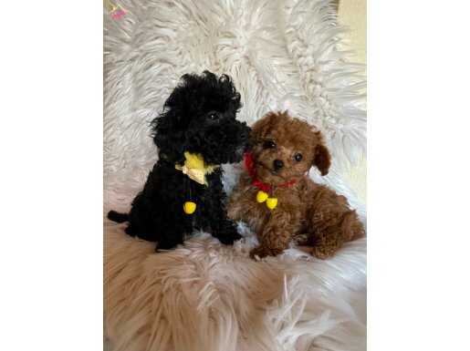 Ev içi bakılabilecek tek ırktır Poodle ırkı 