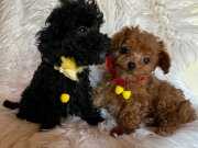 Ev içi bakılabilecek tek ırktır Poodle ırkı 