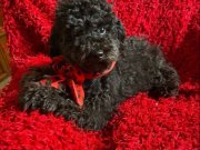 Ev içi bakımına en uygun ırktır Poodle ırkı ️